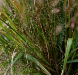 Eragrostis trichodes