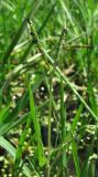 Paspalum paspalodes. Верхушка цветущего растения. Абхазия, Гагрский р-н, лужа. 13.06.2012.