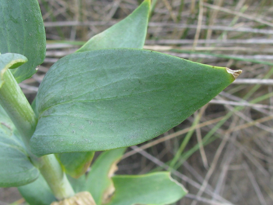 Image of Linaria genistifolia specimen.