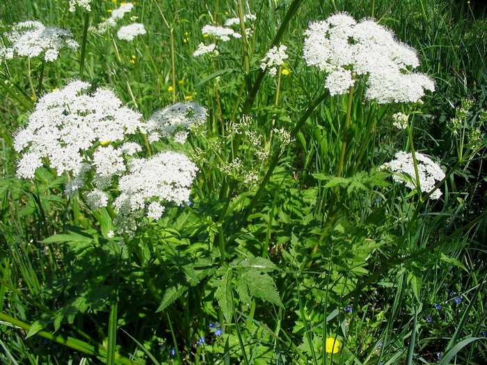 Изображение особи Chaerophyllum hirsutum.