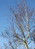 genus Betula. Верхняя часть кроны. Германия, г. Кемпен, в городском саду. 05.03.2013.
