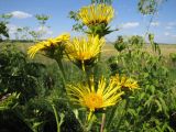 Inula helenium. Соцветия. Тамбовская обл., Петровский р-н, ур. Хлудовка, луг. 03.07.2012.