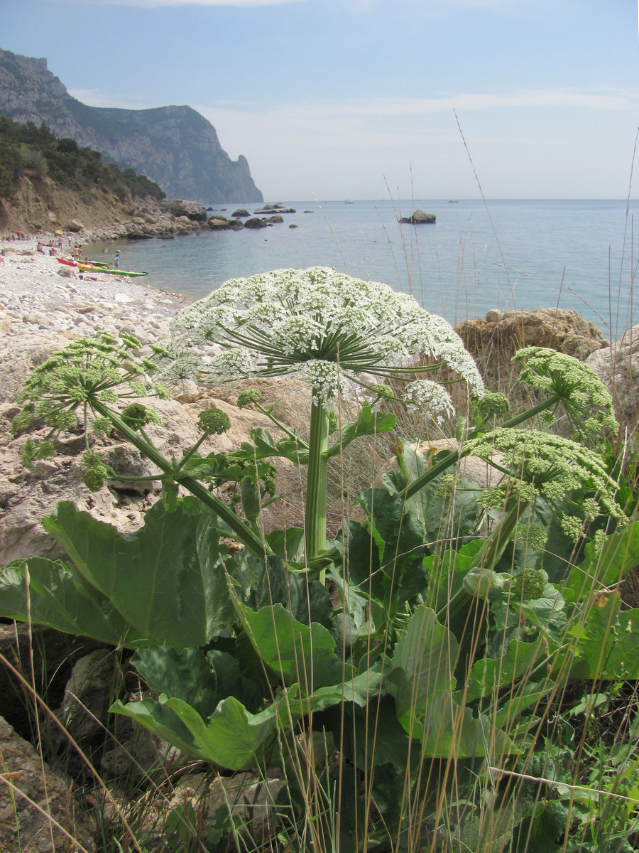 Изображение особи Heracleum stevenii.