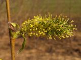 Salix myrsinifolia. Смешанное соцветие с тычиночными (близ основания) и пестичными цветками. Московская обл., Лотошинский р-н, окр. дер. Савостино. 08.05.2013.