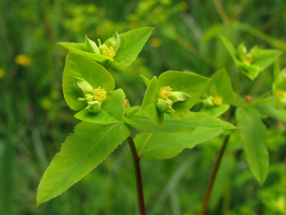 Изображение особи Euphorbia stricta.