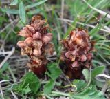 Orobanche colorata. Расцветающее растение. Нагорный Карабах, Мартунинский р-н, окр. дер. Мсмна. 06.05.2013.