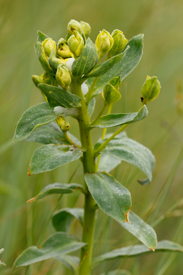 Image of Euphorbia stepposa specimen.