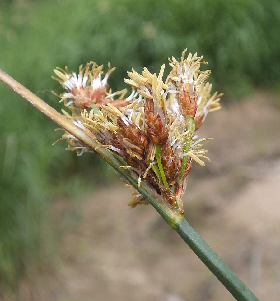 Изображение особи Schoenoplectus lacustris.