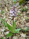 Orchis purpurea