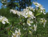 Cerasus fruticosa. Ветвь с соцветиями. Республика Татарстан, Бавлы. 18.05.2013.