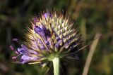 Dipsacus dipsacoides. Расцветающее соцветие. Узбекистан, Ташкентская обл., зап. отроги Чаткальского хр., гора Бол. Чимган. 27.07.2013.