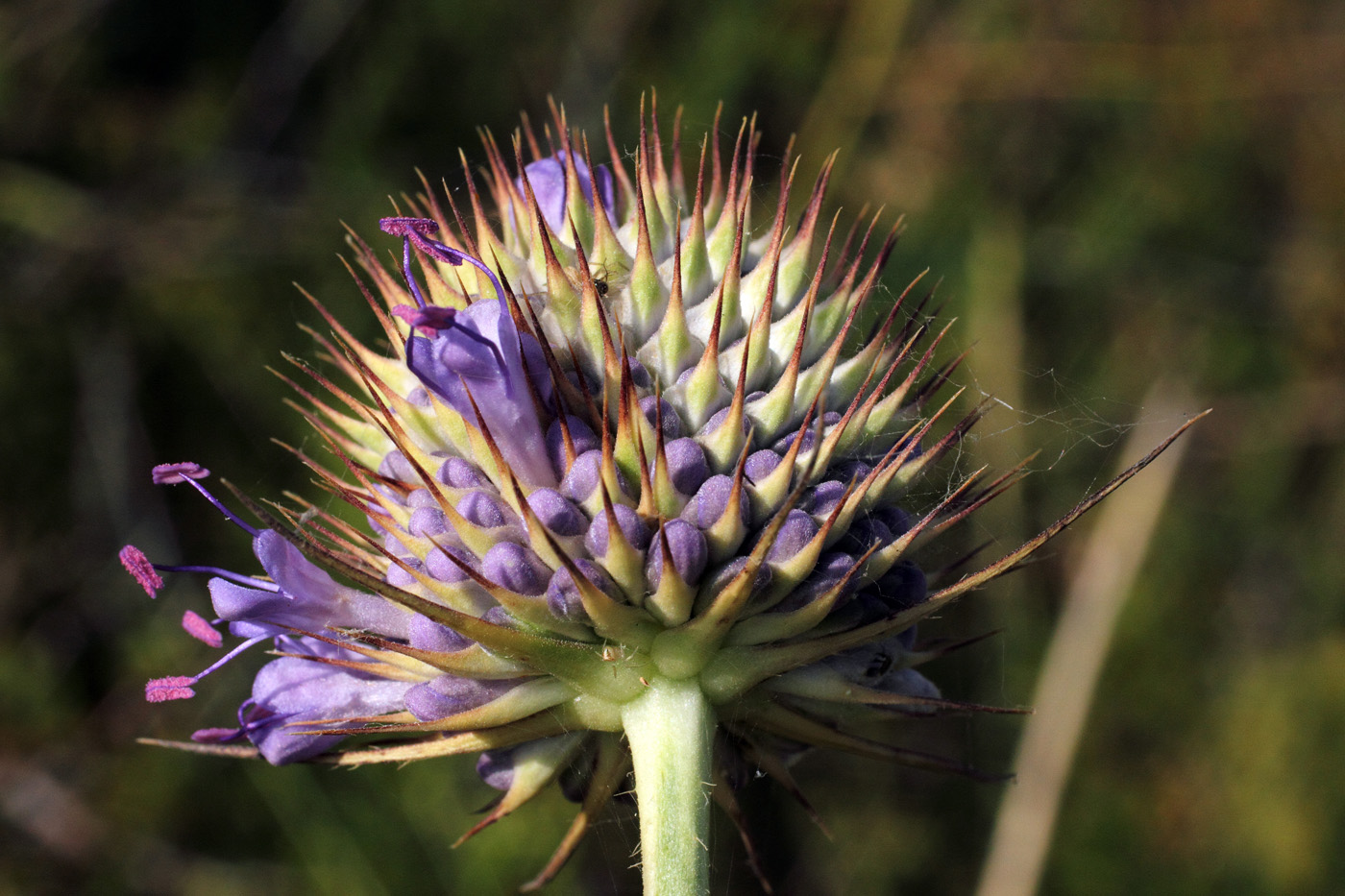 Image of Dipsacus dipsacoides specimen.