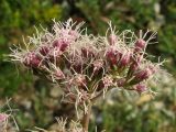 Eupatorium cannabinum. Соцветие. Краснодарский край, окр. г. Геленджик, прибрежная гора, каменистый склон. 31.07.2013.