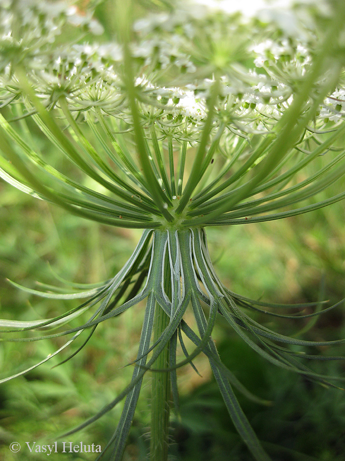 Image of Daucus carota specimen.