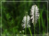 Plantago urvillei. Соцветия. Запорожье, остров Хортица. 07.06.2009.