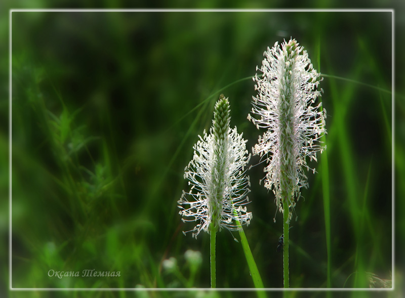 Image of Plantago urvillei specimen.