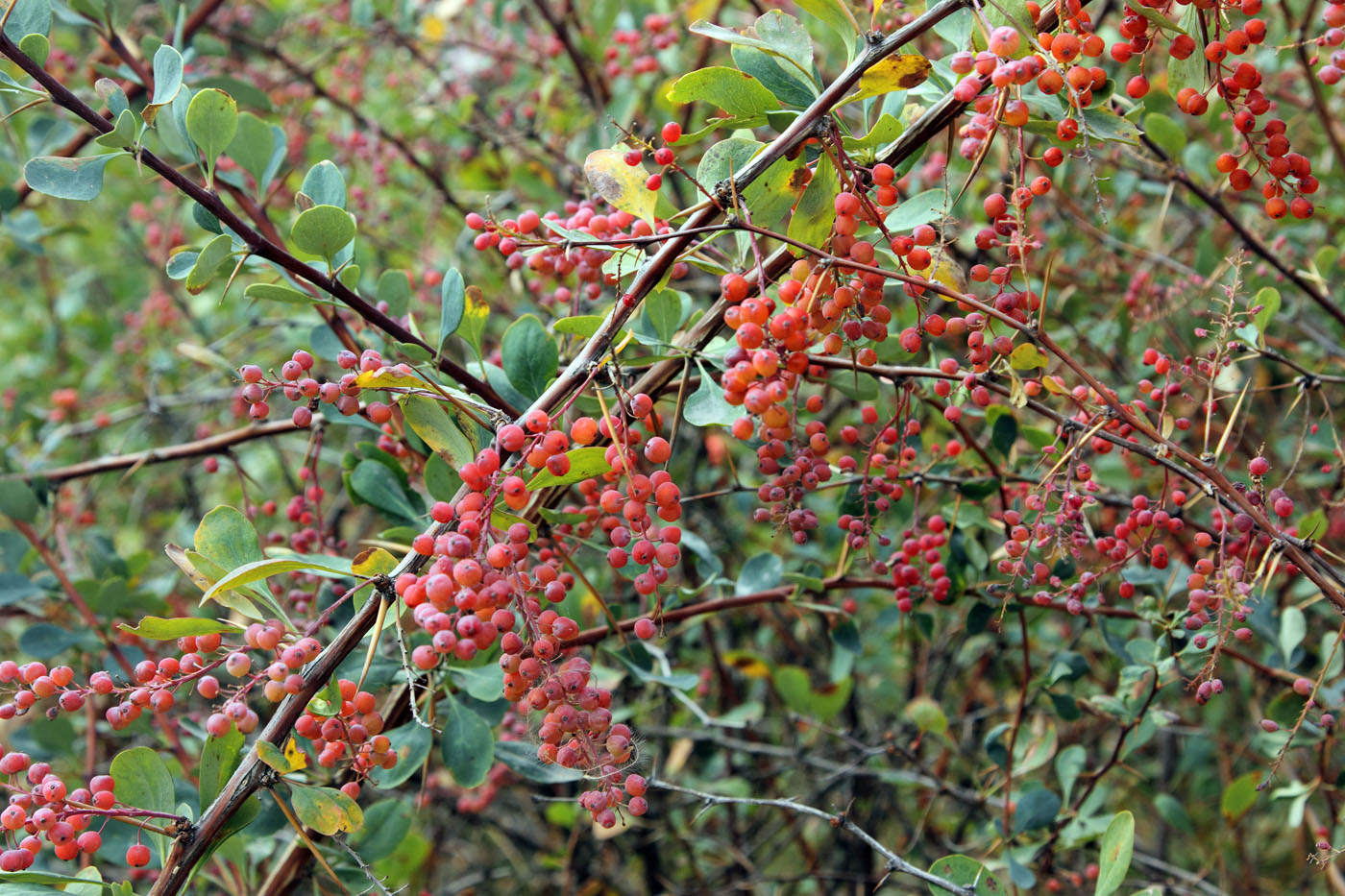 Image of Berberis nummularia specimen.