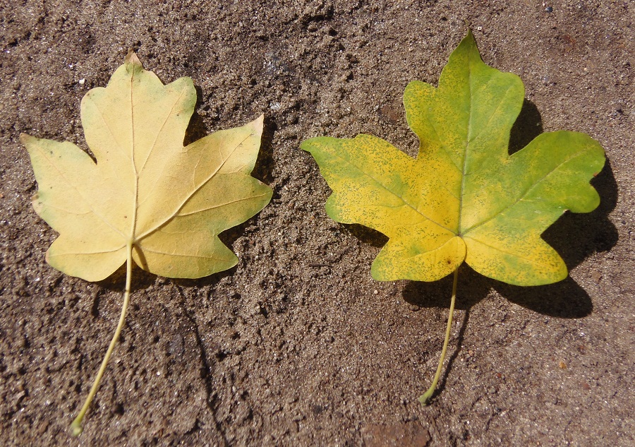 Image of Acer campestre specimen.
