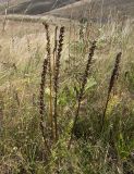 Pedicularis daghestanica