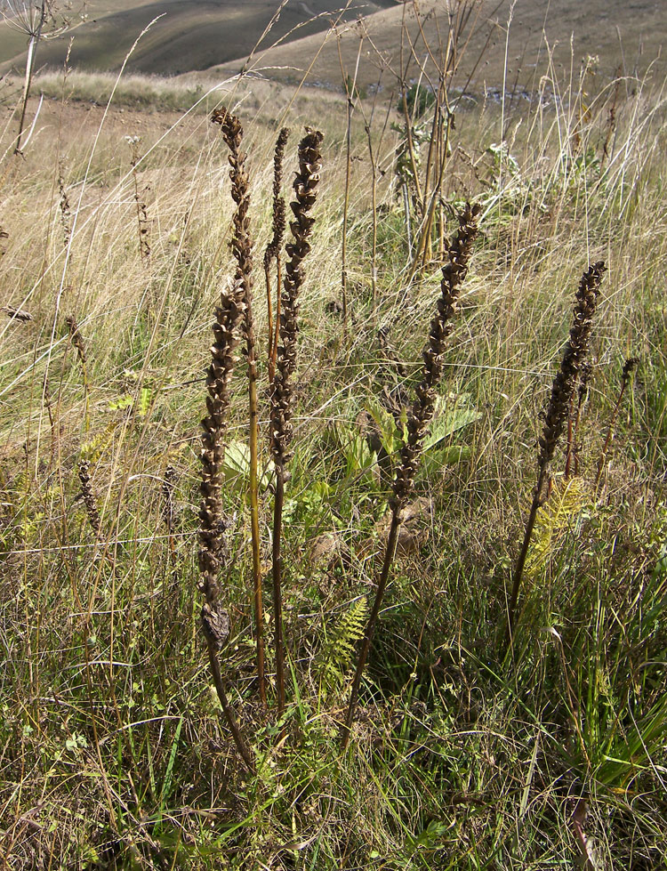 Изображение особи Pedicularis daghestanica.