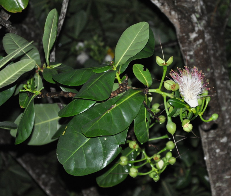 Image of Barringtonia asiatica specimen.