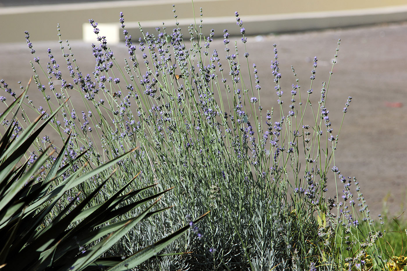 Image of Lavandula angustifolia specimen.
