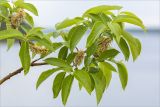 genus Salix