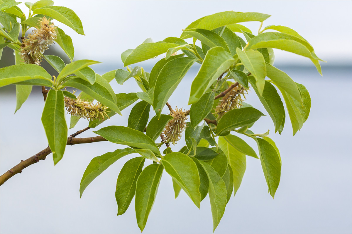 Image of genus Salix specimen.