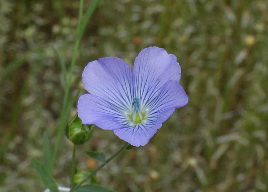 Изображение особи Linum usitatissimum.