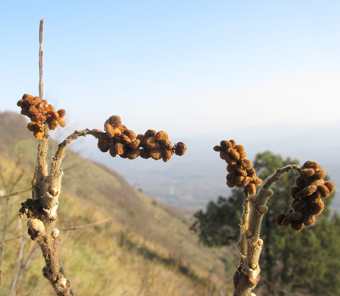 Изображение особи Rhus coriaria.