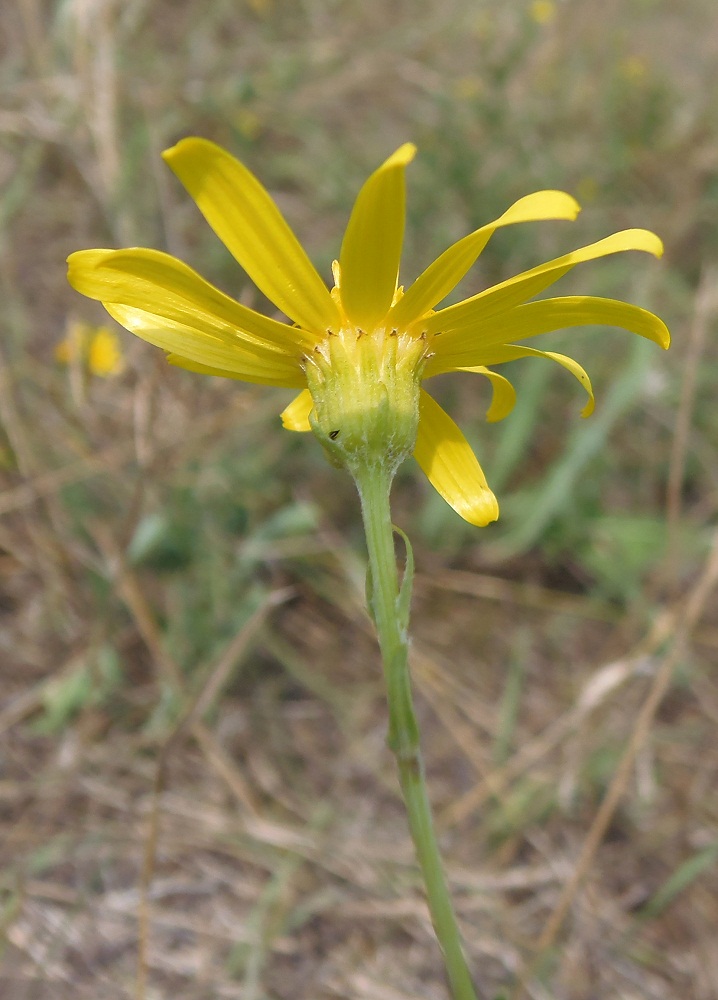 Image of Senecio borysthenicus specimen.