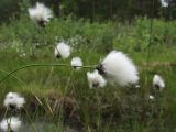 Eriophorum vaginatum. Верхушки побегов с соплодиями. Тверская обл., Кимрский р-н, Подберезовское лесничество. 01.06.2008.