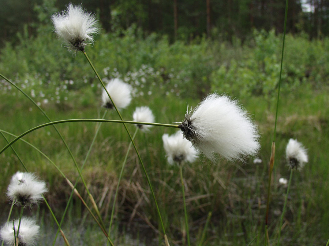 Изображение особи Eriophorum vaginatum.