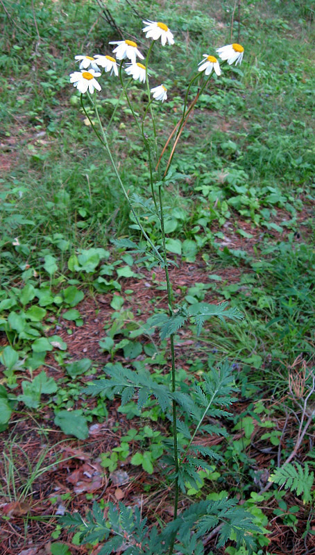 Изображение особи Pyrethrum corymbosum.