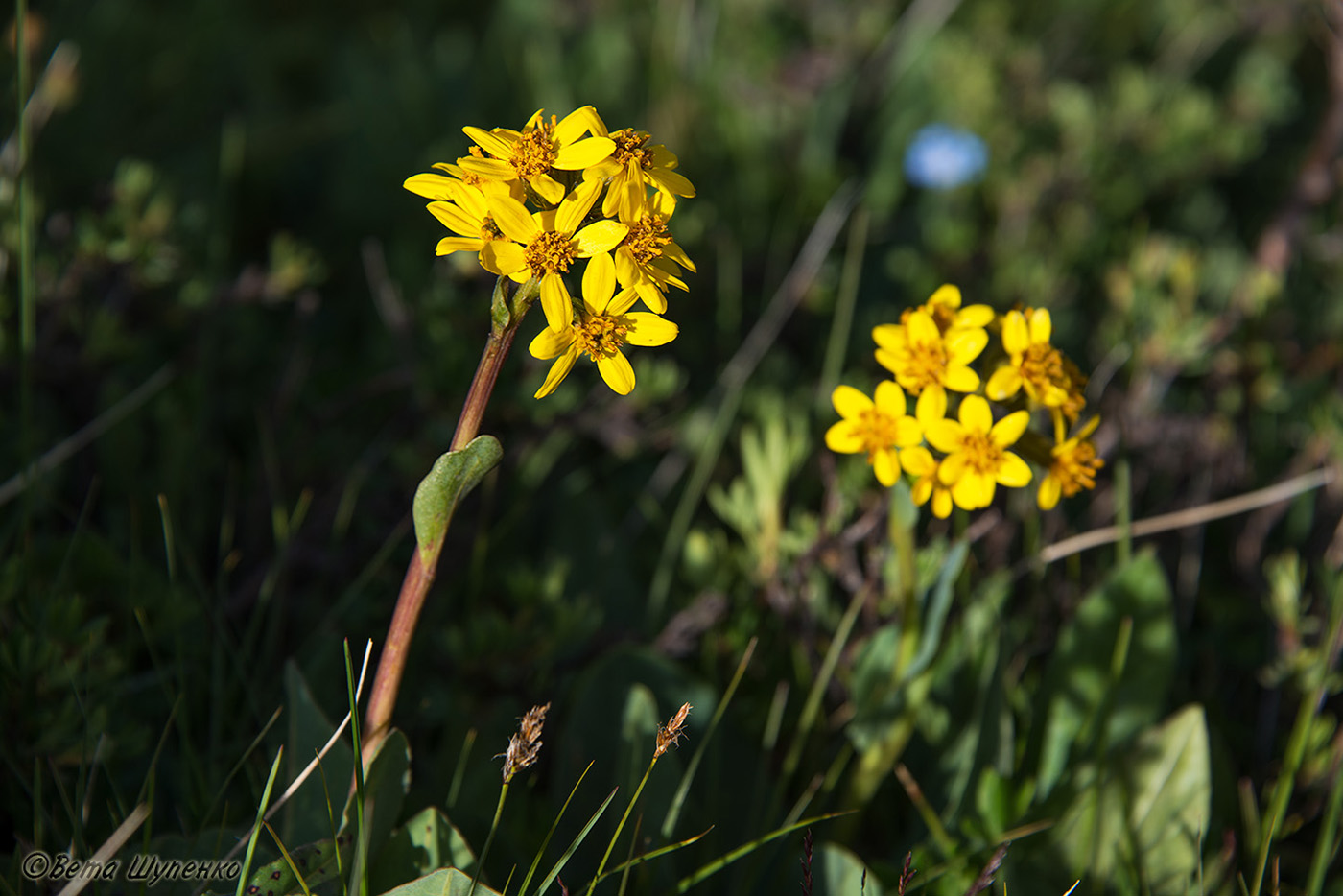 Изображение особи Ligularia altaica.