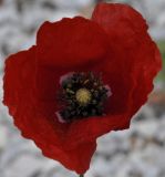 Image of taxon representative. Author is Роланд Цандекидис
