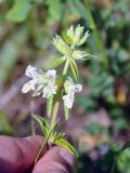 Stachys pubescens. Верхушка побега с соцветием. Нагорный Карабах, Мартунинский р-н, окр. дер. Схторашен, каменистый склон. 06.05.2013.