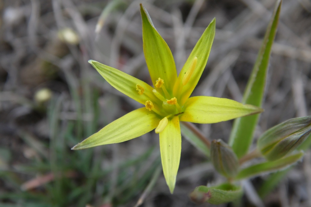 Image of genus Gagea specimen.