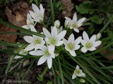 Ornithogalum refractum