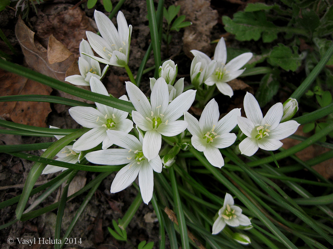 Изображение особи Ornithogalum refractum.