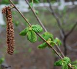 Corylus avellana