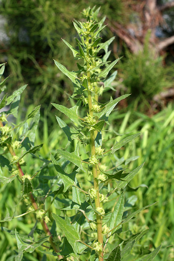 Image of Spinacia turkestanica specimen.