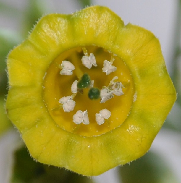 Изображение особи Nicotiana glauca.