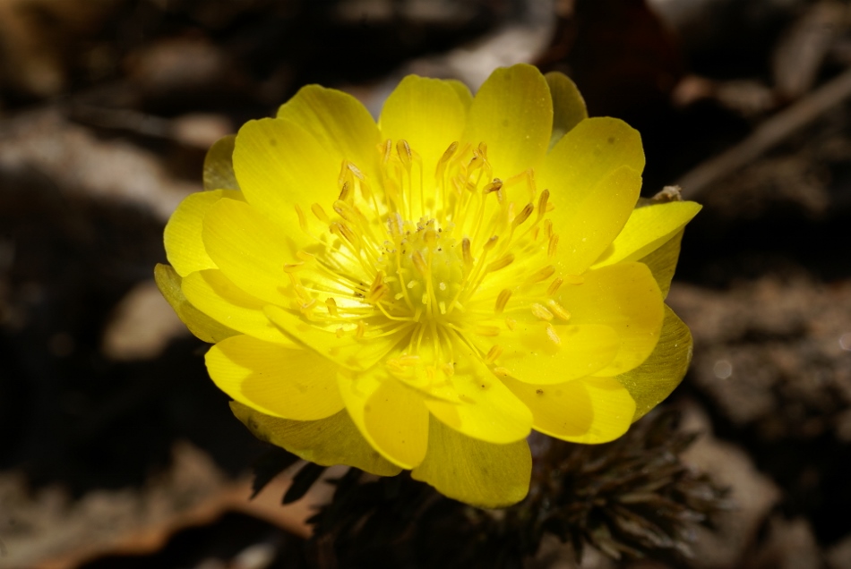 Image of Adonis amurensis specimen.