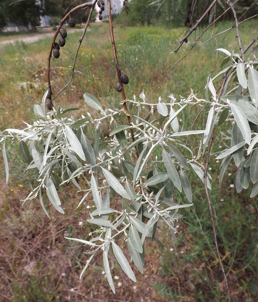 Изображение особи Elaeagnus angustifolia.