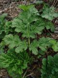 Heracleum sosnowskyi