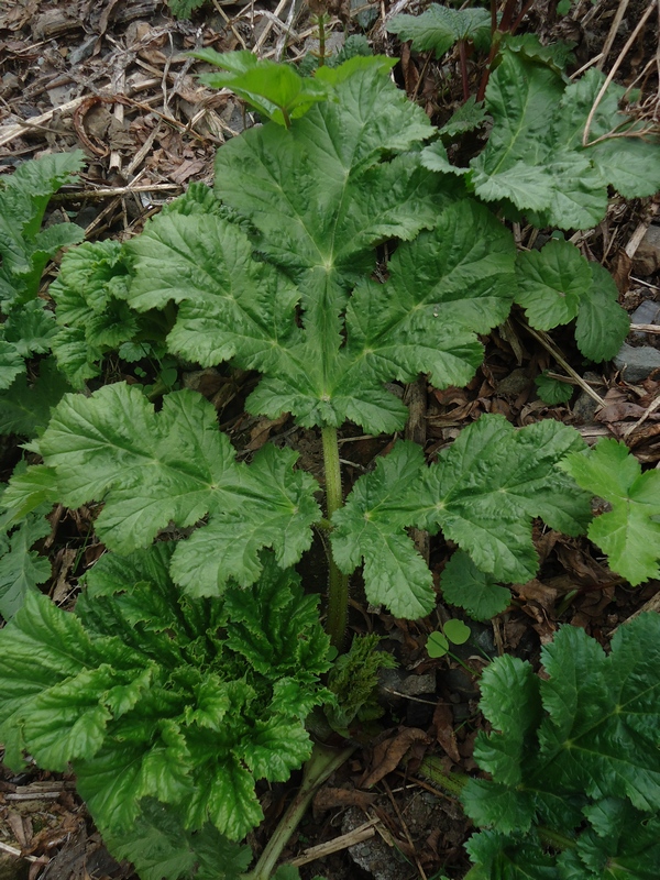 Image of Heracleum sosnowskyi specimen.