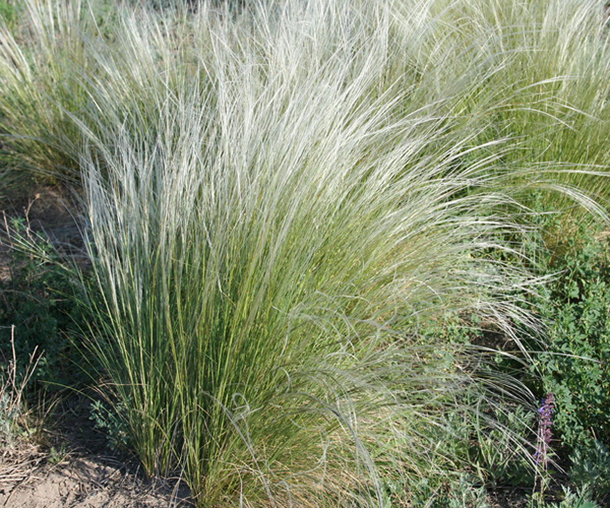 Изображение особи род Stipa.