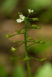 Pachyphragma macrophyllum. Верхушка цветущего и плодоносящего растения. Ставропольский край, Бештаугорский заказник. 04.05.2014.