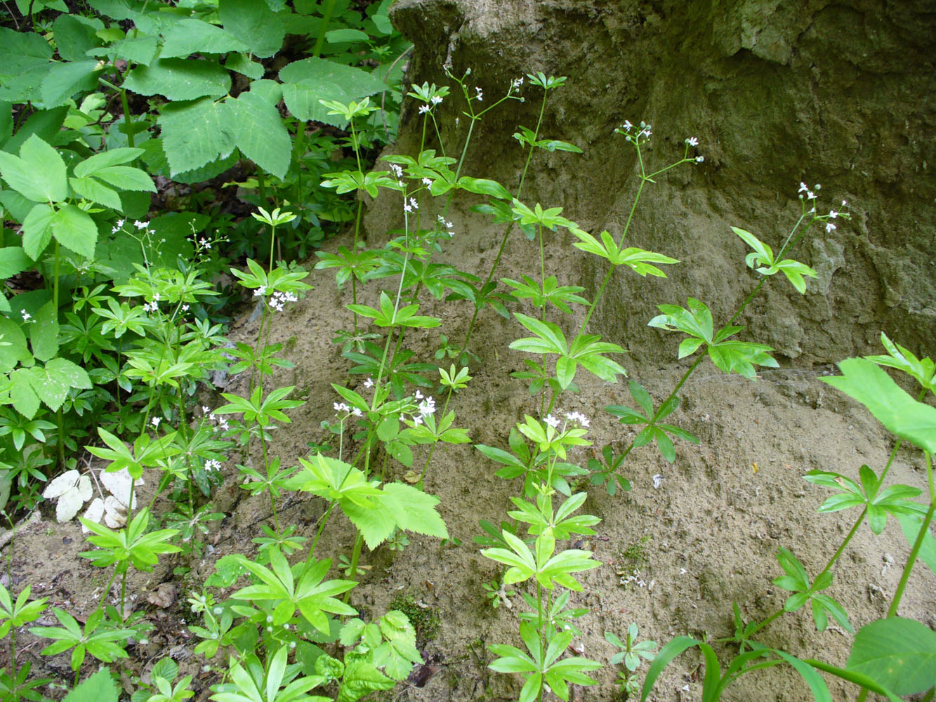 Image of Galium odoratum specimen.